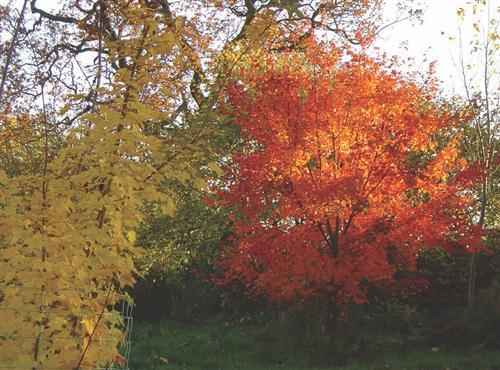 Acer cappadocicum aureum and Acer rubrum October Glory.