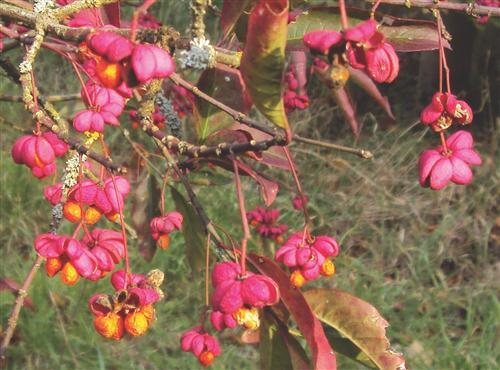 Euonymus planipes.