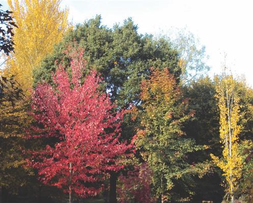 Acer rubrum Red Sunset, Liquidambar acalycina, and Populus tremula erecta.