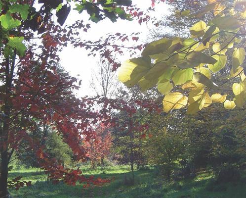 Part of the Arboretum.