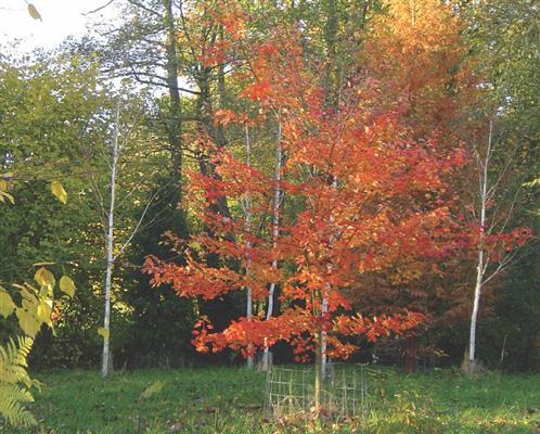 Betula jacquemontii and Acer rubrum October Glory.